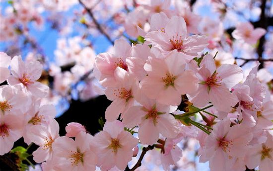 С Праздником Весны!